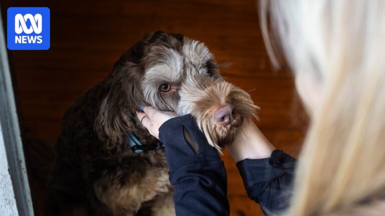 Women delay leaving abusive relationships out of concern for pets’ safety, RSPCA says