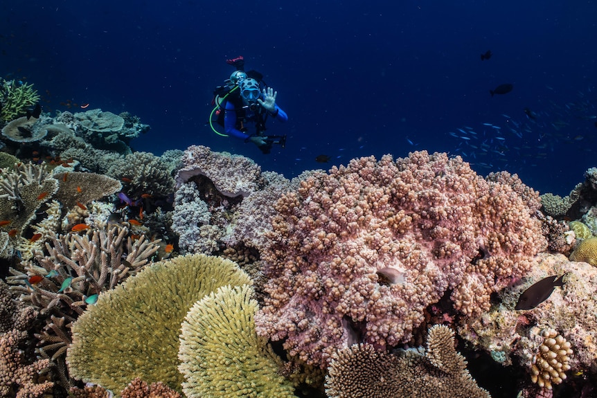 A diver waves while swimming next to large coral mounds. 