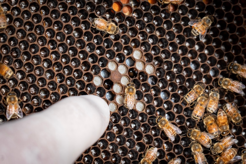 A gloved finger points to honeycomb where some are filled with a white substance