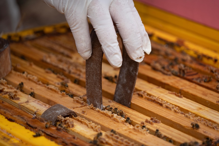 A gloved hand places some small strips between wooden slats into a beehive
