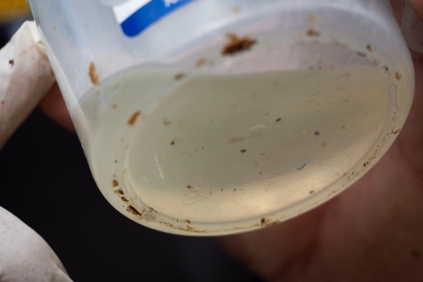 Close up of a small vial containing liquid and tiny mites