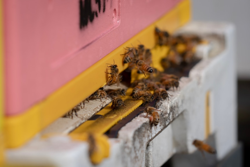 A close up of bees emerging from a hive