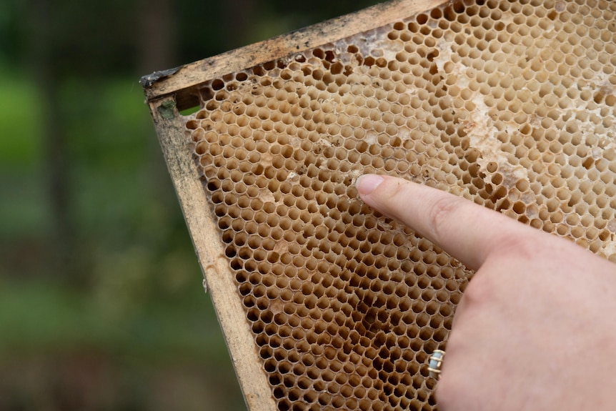 A woman's hand points to beehive honeycomb