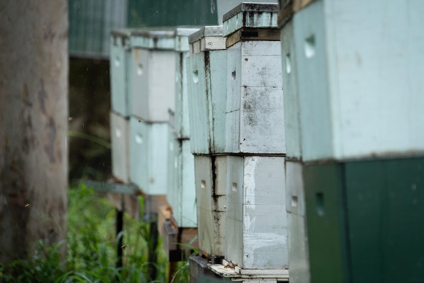 A row of beehives 