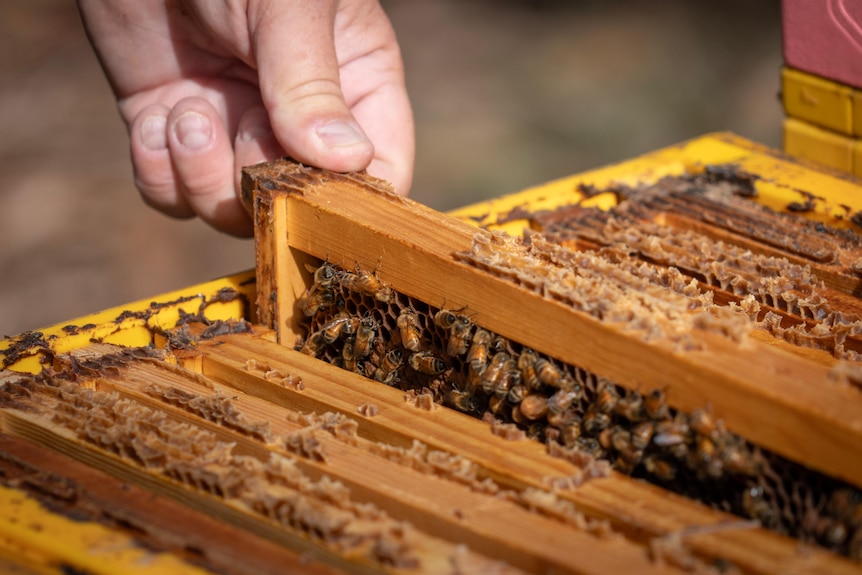 A beehive is inspectded