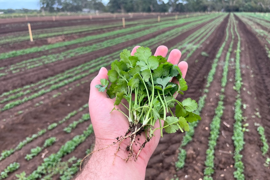 A hand holds a bunch of green coriander, while rows of corainder grow in a field in the background.