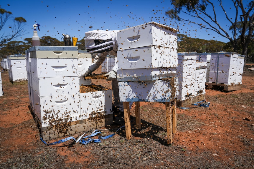 A beekeeper inspecting bee hives in a sandy soil area with Mallee scrub surrounding.