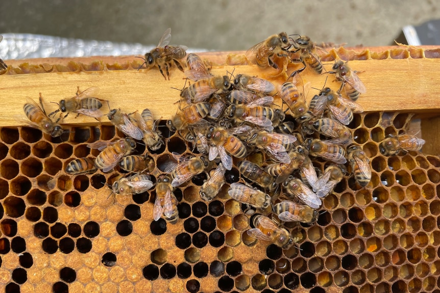Bees with little mites on them.