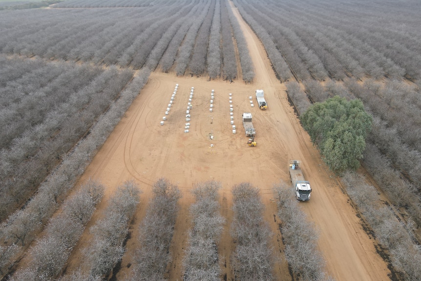 An aerial shot of bee hives among almond trees.