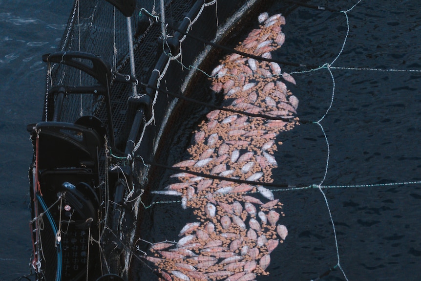 Dead pink fish and pink chunks floating in an open ocean fish pen.