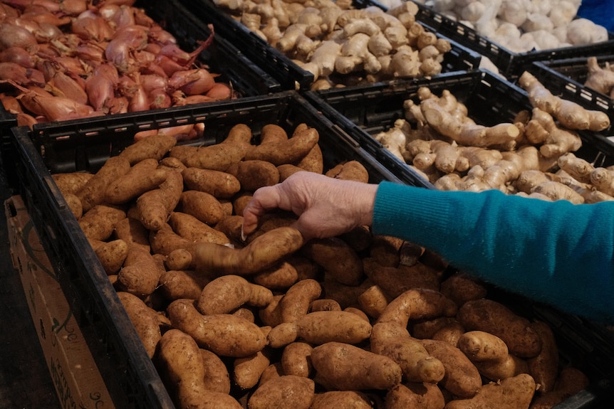 A hand reaching across a display of small, dirty potatoes.