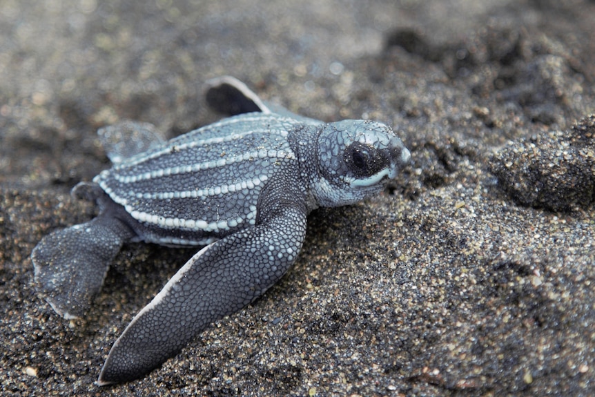 A baby turtle scampers across the beach