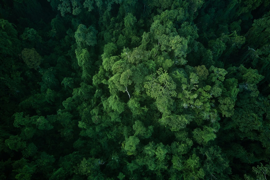 The treetops of a dense green forest is seen top-down in a drone picture