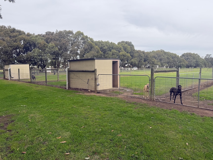 A photo of a backyard farm, with steel fences and caged areas holding greyhound dogs, trees in the background