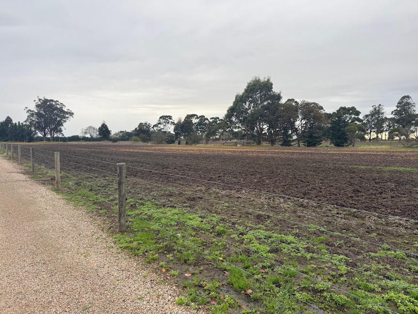 A photo of a barley-crop paddock, with a wooden and wire fence protecting it, a gravel road next to it, trees in the background