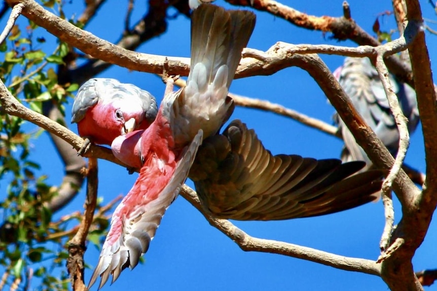 Two galahs in a tree with a blue sky behind them. One is hanging upside down while the other appears to kiss it. 