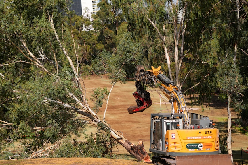 A yellow excavator next to a sloping tree.