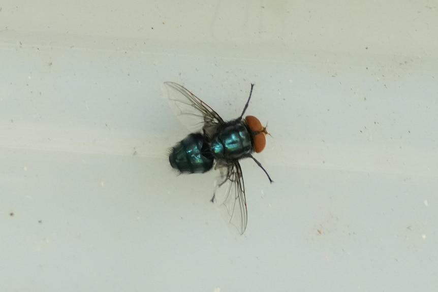 A fly is seen from above, on a white counter. It has orange eyes and a blue-green body.