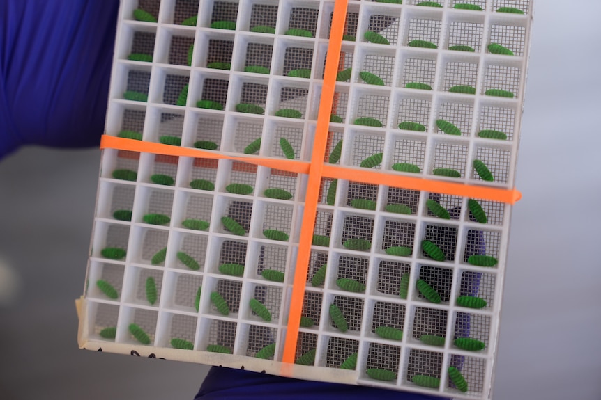 A container, of boxes with mesh lids, is full of tiny fly pupae which are dyed a green colour.