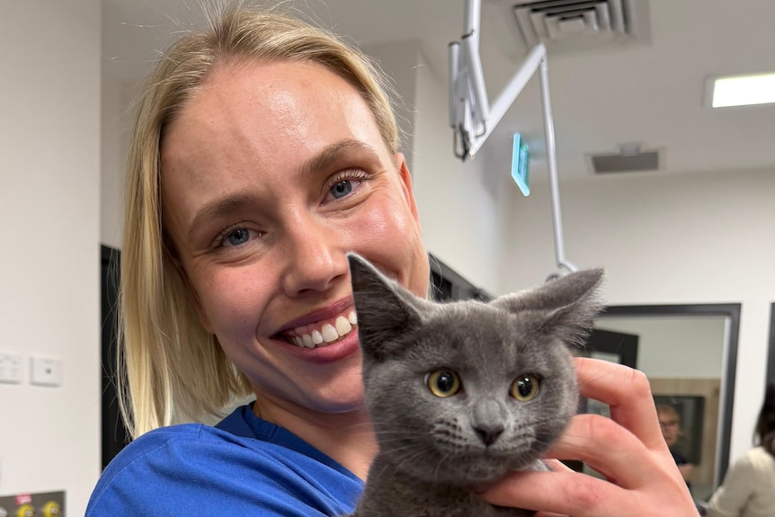 A female veterinarian holds a small, grey cat with yellow eyes.