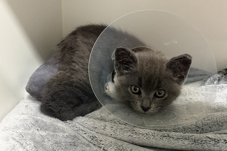 A grey cat, with yellow eyes and a plastic cone around its head, lies on a blanket. 