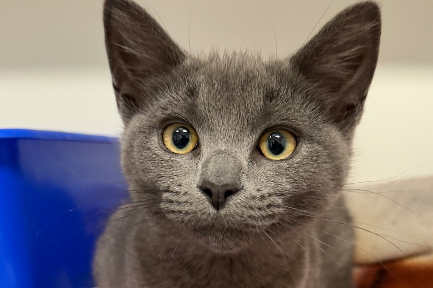 A small, grey kitten with yellow eyes, stares directly at the camera.