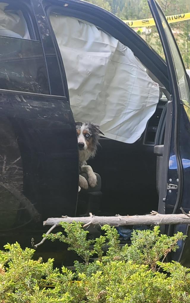 A dog is seen in a crashed car in the bush.