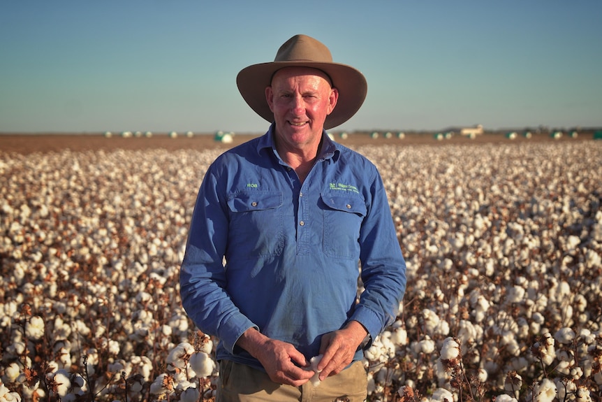 A farmer standing in front of a cotton field.