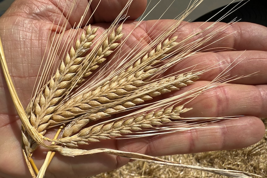 Barley in a hand
