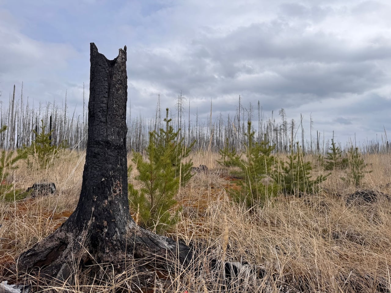 A burned tree stump in a field