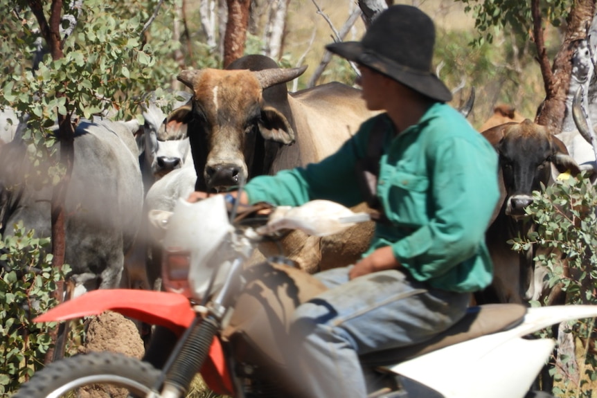 A man on a motorbike musters cattle in the scrub country of Outback Queensland.