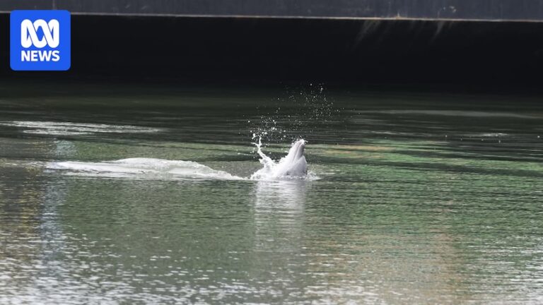 Four dolphins found dead in Adelaide in recent days