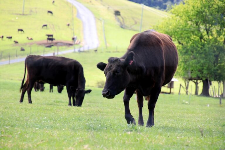 China warns Australia that 55 per cent beef quota could apply within days