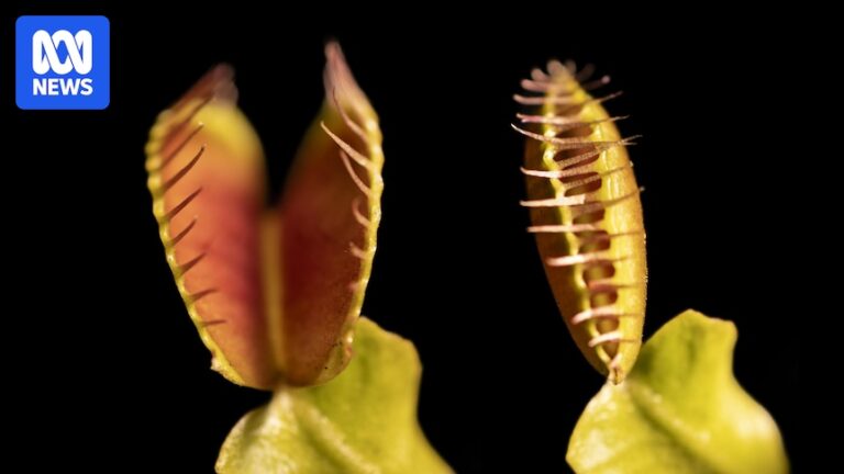 How do Venus flytraps work? New study sheds light on cellular mechanisms