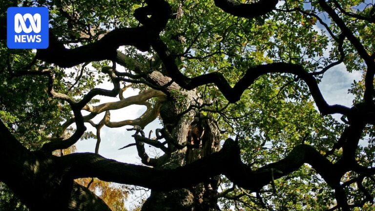 Ancient oak tree believed to have sheltered Robin Hood in Sherwood Forest is dead, experts say
