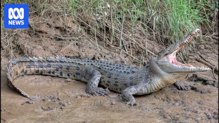 Mystery of saltwater crocodile dumped on side of Adelaide road continues