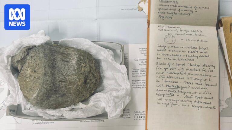 Fossil kept in drawer for 40 years is Antarctica’s first dinosaur bone